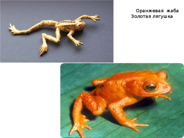 Оранжевая жаба Золотая лягушка 