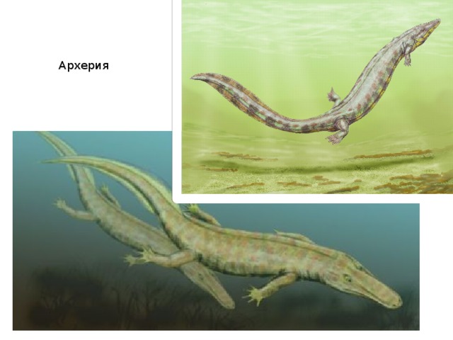 Архерия 