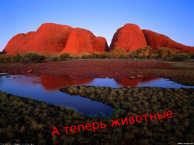 А теперь животные 
