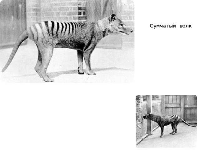 Сумчатый волк 