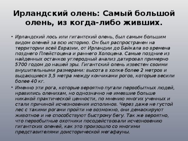 Ирландский олень: Самый большой олень, из когда-либо живших. Ирландский лось или гигантский олень, был самым большим видом оленей за всю историю. Он был распространен на территории всей Евразии, от Ирландии до Байкала во времена позднего Плейстоцена и раннего Холоцена. Самые поздние из найденных останков углеродный анализ датировал примерно 5700 годом до нашей эры. Гигантский олень известен своими внушительными размерами: высота в холке более 2 метров и выдающиеся 3,5 метра между кончиками рогов, которые весили более 40 кг. Именно эти рога, которые вероятно пугали первобытных людей, нравились оленихам, но однозначно не имевшие больше никакой практической ценности, по мнению многих ученных и стали причиной исчезновения исполинов. Через даже не густой лес с такими рогами пройти не возможно, они демаскируют животное и не способствуют быстрому бегу. Так же вероятно, что первобытные охотники посодействовали исчезновению гигантских оленей, как это произошло со многими представителями доисторической мегафауны. 