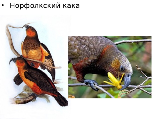  Норфолкский кака 
