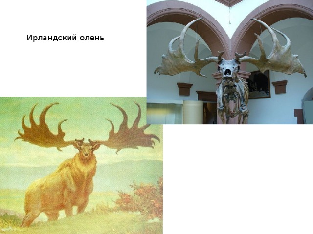 Ирландский олень 