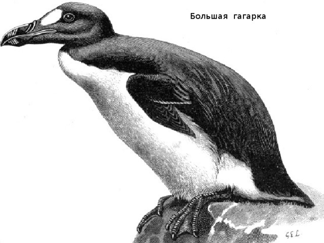 Большая гагарка 