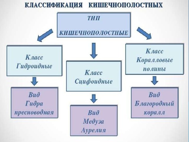 Таблица кишечнополостные 7 класс. Тип Кишечнополостные систематика. Классы кишечнополостных схема. Таблица по кишечнополостным биология 7 класс. Кишечнополостные в систематике.