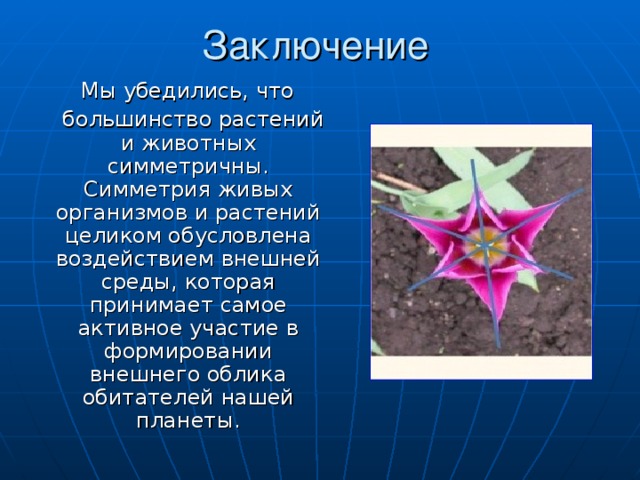 Симметрия в медицине. Симметрия в природе. Симметрия в живой природе. Симметрия растений. Зеркальная симметрия у растений.