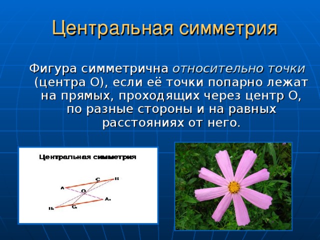 Центральная и осевая симметрия в природе презентация