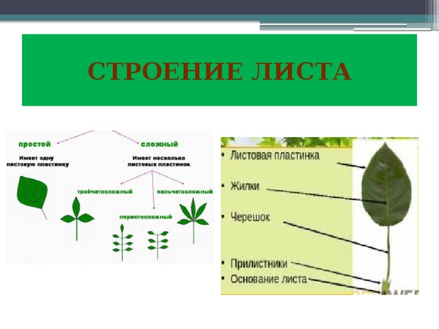 Основные части листа. Структура листа. Строение листа монстеры. Строение капустного листа. Строения листка капусты.