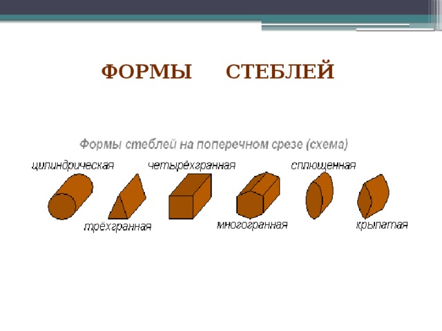 Формы стебля. Форма поперечного сечения стебля. Форма стебля в поперечном сечении эллиптическая. Типы стеблей по поперечному сечению. Формы стеблей на поперечном срезе.