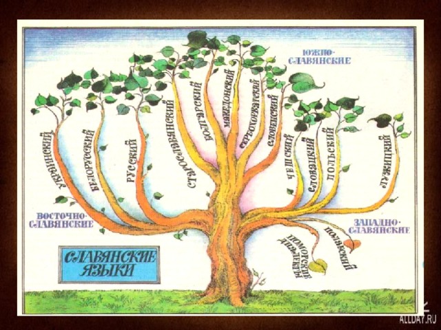 Презентация древо языков