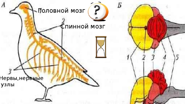 Класс птицы мозг