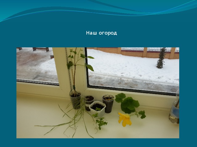 Наш огород 