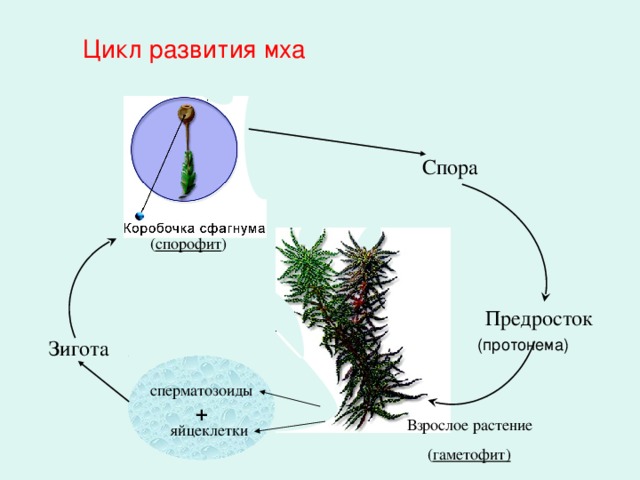 Чем представлен гаметофит и спорофит у водорослей. Мох цикл развития гаметофит спорофит. Жизненный цикл мха сфагнума.
