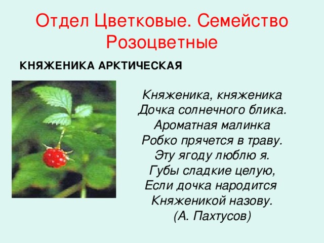 Княженика (Арктическая малина) - плодовые растения - купить с доставкой по Москв