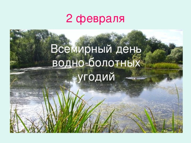 Водно болотные угодья презентация