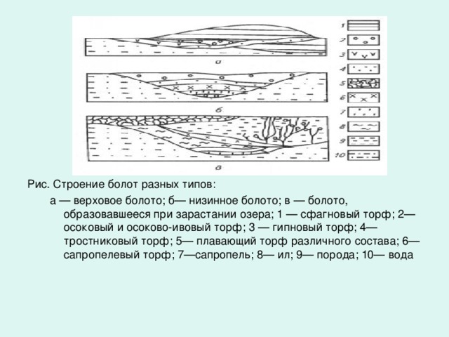 Верховые и низинные болота