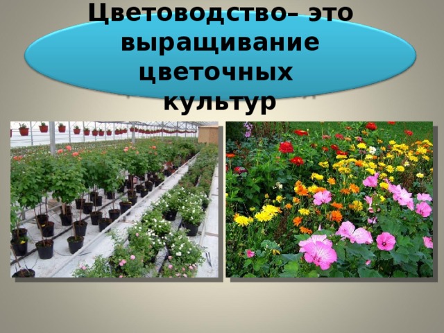 Цветоводство– это выращивание цветочных культур 