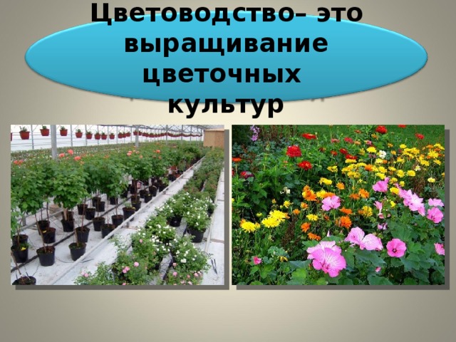 Презентация "Растениеводство в нашем крае" (4 класс) по окружающему миру - скача