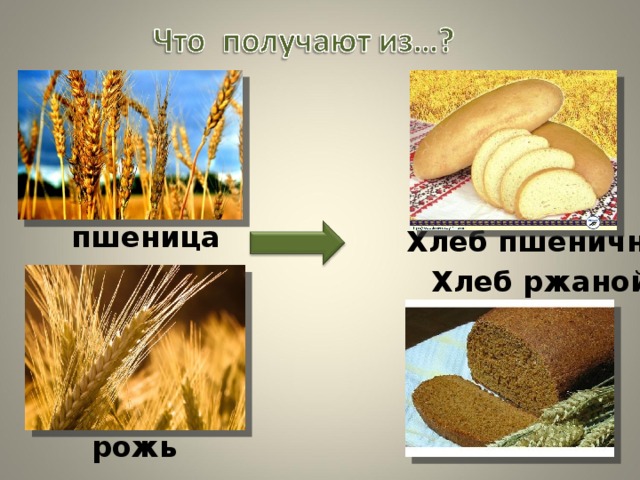 пшеница Хлеб пшеничный Хлеб ржаной рожь 