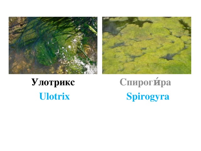 Улотрикс и спирогира