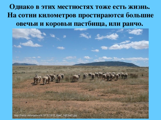 Однако в этих местностях тоже есть жизнь.  На сотни километров простираются большие овечьи и коровьи пастбища, или ранчо. 