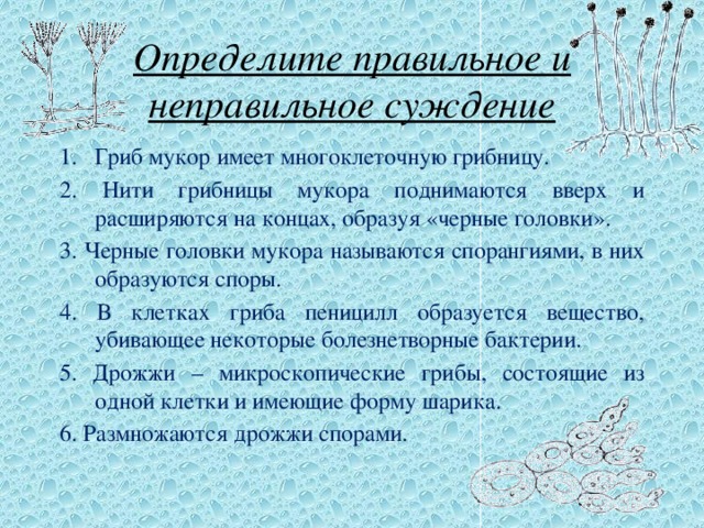 Определите правильное и неправильное суждение Гриб мукор имеет многоклеточную грибницу. 2. Нити грибницы мукора поднимаются вверх и расширяются на концах, образуя «черные головки». 3. Черные головки мукора называются спорангиями, в них образуются споры. 4. В клетках гриба пеницилл образуется вещество, убивающее некоторые болезнетворные бактерии. 5. Дрожжи – микроскопические грибы, состоящие из одной клетки и имеющие форму шарика. 6. Размножаются дрожжи спорами. 