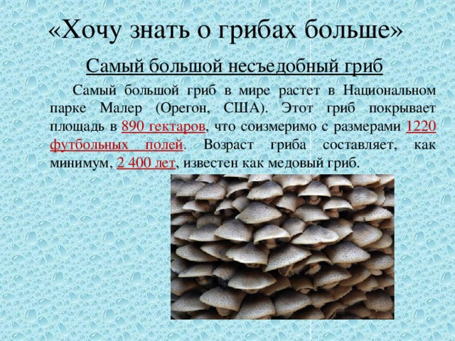 «Хочу знать о грибах больше» Самый большой несъедобный гриб   Самый большой гриб в мире растет в Национальном парке Малер (Орегон, США). Этот гриб покрывает площадь в 890 гектаров , что соизмеримо с размерами 1220  футбольных полей . Возраст гриба составляет, как минимум, 2 400 лет , известен как медовый гриб. 