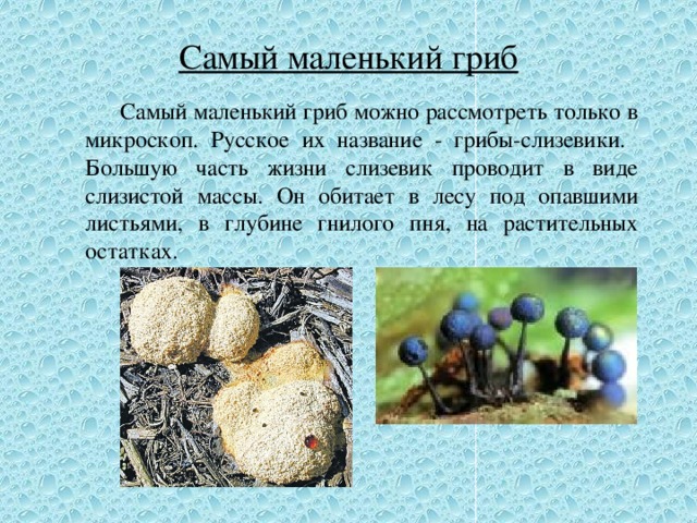 Самый маленький гриб   Самый маленький гриб можно рассмотреть только в микроскоп. Русское их название - грибы-слизевики. Большую часть жизни слизевик проводит в виде слизистой массы. Он обитает в лесу под опавшими листьями, в глубине гнилого пня, на растительных остатках. 