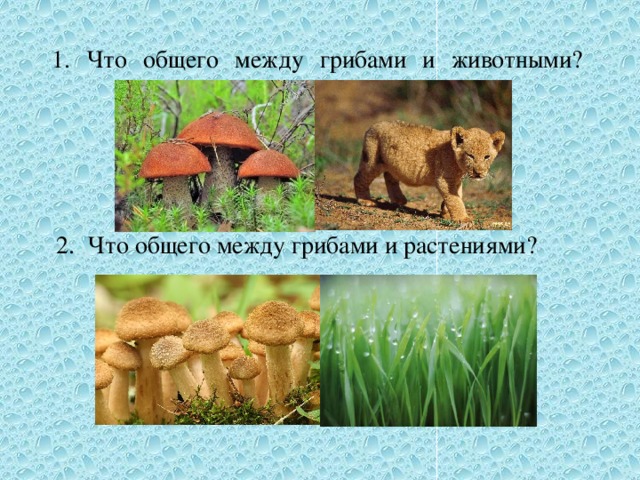 1. Что общего между грибами и животными?      2. Что общего между грибами и растениями? 
