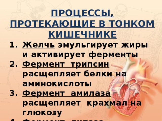 Выберите процессы происходящие в тонкой кишке. Процессф в тноком кишечни ке. Процессы втонком кишечеике. Процессы протекающие в тонкой кишке. Процессы происходящие в тонком кишечнике.