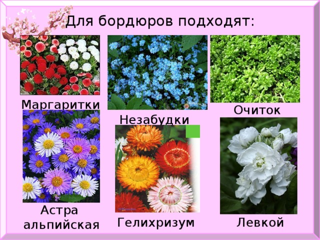 Для бордюров подходят: Маргаритки Очиток Незабудки Астра альпийская Левкой Гелихризум 