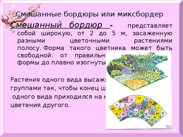 Смешанные бордюры или миксбордер Смешанный бордюр - представляет собой широкую, от 2 до 5 м, засаженную разными цветочными растениями полосу. Форма такого цветника может быть свободной: от правильной геометрической формы до плавно изогнутых широких полос. Растения одного вида высаживают группами так, чтобы конец цветения  одного вида приходился на начало цветения другого. 