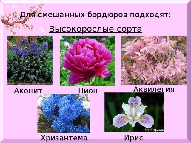 Для смешанных бордюров подходят: Высокорослые сорта   Аквилегия Аконит Пион Хризантема Ирис 