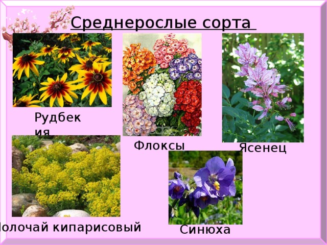 Среднерослые сорта Рудбекия Флоксы  Ясенец Молочай кипарисовый Синюха  