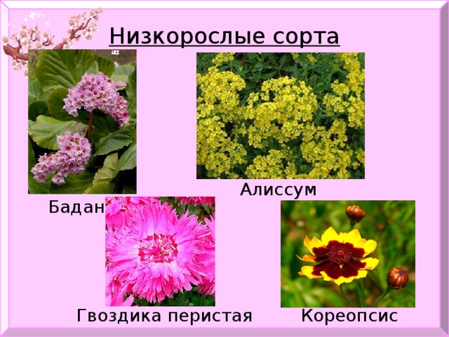Низкорослые сорта Алиссум Бадан Гвоздика перистая Кореопсис 