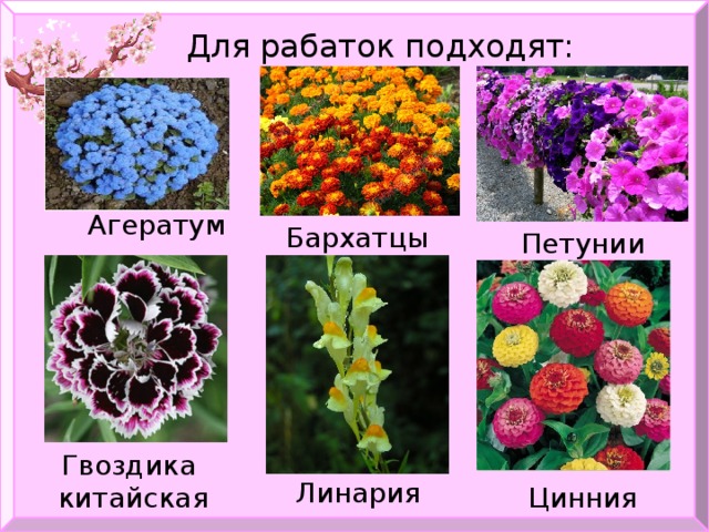   Для рабаток подходят:   Агератум Бархатцы Петунии Гвоздика китайская Линария Цинния  