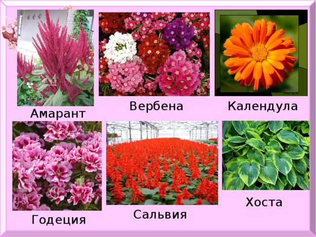 Вербена Календула Амарант Хоста  Сальвия Годеция  
