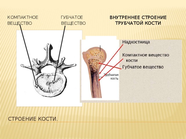 5 костей губчатых