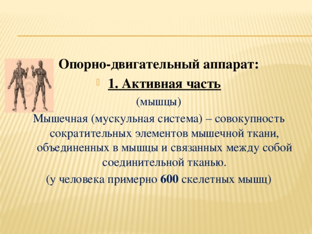 Опорно-двигательный аппарат: 1. Активная часть (мышцы) Мышечная (мускульная система) – совокупность сократительных элементов мышечной ткани, объединенных в мышцы и связанных между собой соединительной тканью. (у человека примерно 600 скелетных мышц)    
