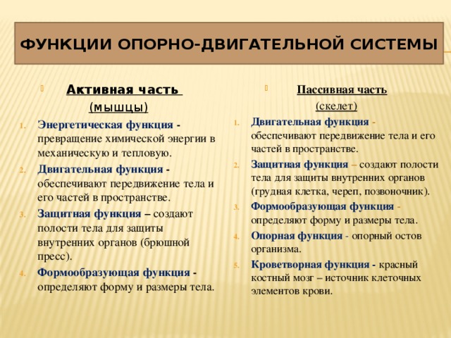 Система пассив. Функции пассивной части опорно-двигательной системы. Функции активной части опорно-двигательной системы. Функции опородвигаьельной системы. Функцттопорно двигательной системы.