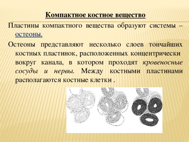 Представлено несколько. Костные пластинки компактного вещества. Концентрически расположенные костные пластинки. Разновидности костных пластинок. Костная пластинка образована.