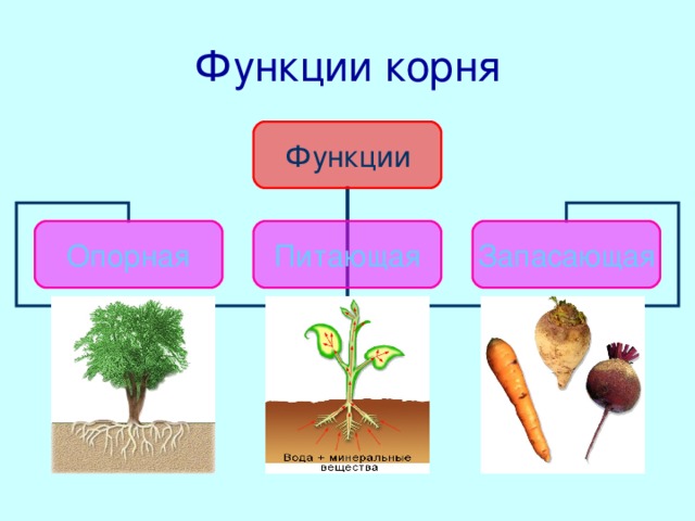 Какие функции выполняют корни растений 6 класс. Функции корня. Основные функции корня. Основные функции корня растения. Каковы основные функции корня.