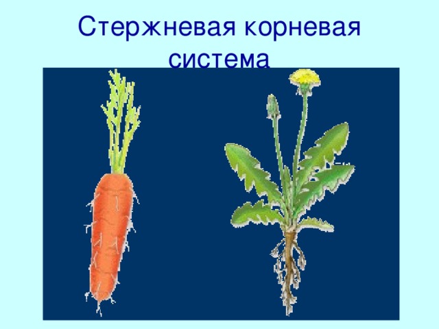 Стержневая корневая система Стержневая корневая система – это корневая система, в которой хорошо заметен главный корень. Стержневую корневую систему имеет большинство двудольных растений: морковь, одуванчик.