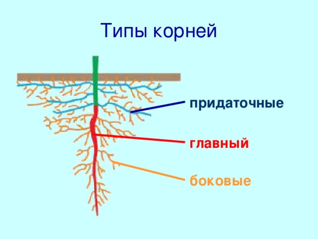 Типы корней придаточные главный Все корни растения образуют его корневую систему. В корневых системах растений выделяют три типа корней:  главный – развивающийся из зародышевого корешка;  боковые – отходящие от главного корня;  придаточные – образующиеся на нижней части стебля. боковые 5