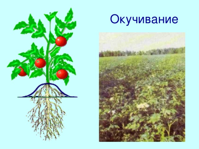 Окучивание Кстати! Способность многих растений образовывать придаточные корни в нижней части растения используют при окучивании картофеля, томатов, баклажан. При этом получаемый урожай увеличивается! 5