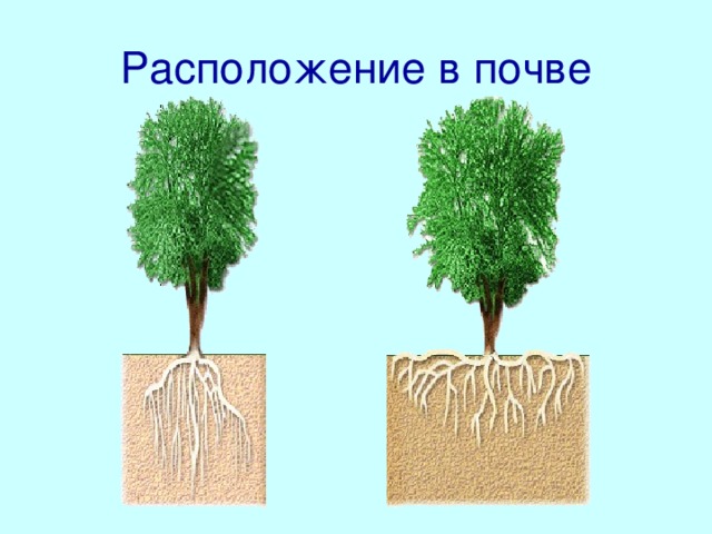Расположение в почве  Корни растений различаются не только по типу корневой системы, которую они образуют, но и по своему расположению в почве. Во многом это зависит от того, на какой именно почве обитает растение.  Так, у деревьев, кустарников и трав, произрастающих на засушливых почвах, особенно на песчаных, корни могут уходить в глубину на десятки метров, потому что вода в такой почве обычно находится на очень большой глубине.  А у растений, находящихся на хорошо увлажненной и даже болотистой почве, корни располагаются близко к ее поверхности. Ведь им не нужно проникать на большую глубину в поисках влаги. Да и кислорода у поверхности такой почвы больше.