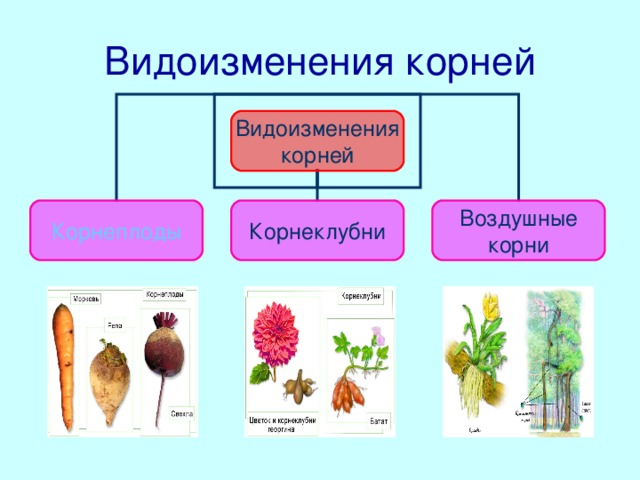 Видоизменения корней Видоизменения  корней Корнеплоды Корнеклубни Воздушные  корни У корней растений есть еще одна очень интересная особенность: они могут принимать совершенно различные формы. В таких случаях мы говорим о видоизменениях корней. Изменение внешнего вида корня связано обычно с выполнением им какой-либо дополнительной (необычной) функции. Самые известные видоизменения корней:  корнеплоды,  корнеклубни,  воздушные корни.