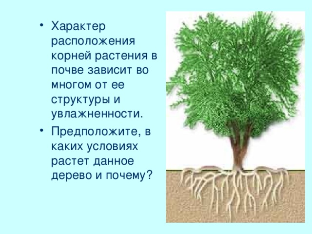 Характер расположения корней растения в почве зависит во многом от ее структуры и увлажненности. Предположите, в каких условиях растет данное дерево и почему?
