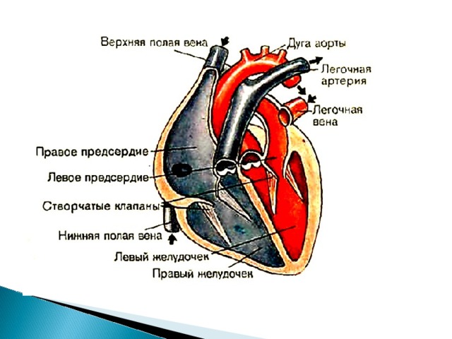 Четырехкамерное сердце схема