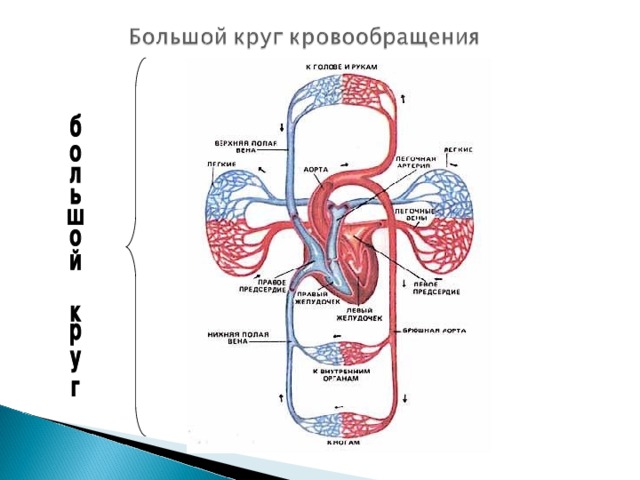 Кармановидные клапаны находятся где